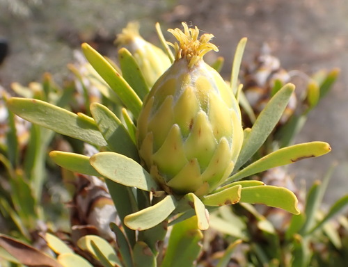 Leucadendron rubrum, photograph 5