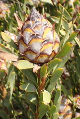 Leucadendron rubrum, photograph (c) Nicola van Berkel, some rights reserved (CC BY-SA)