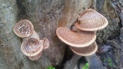 Cerioporus squamosus