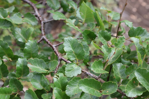 Nothofagus antarctica, photograph 2