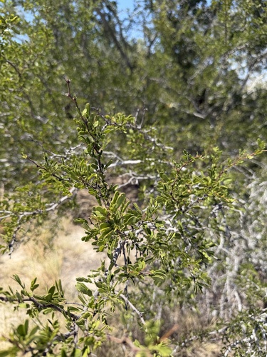 Vachellia rigidula, photograph 2