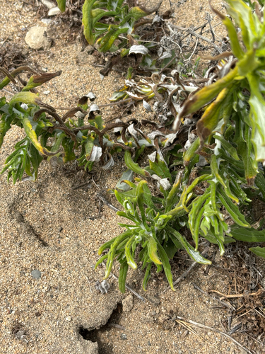 Pseudognaphalium biolettii, photograph 6