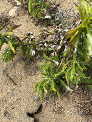 Pseudognaphalium biolettii, photograph (c) Kylie Etter, some rights reserved (CC BY)
