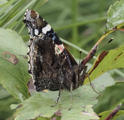 Red Admiral