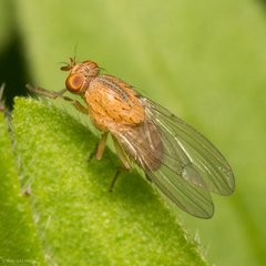 Lauxanioidea