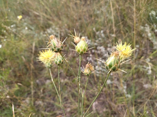 Yellow Knapweed