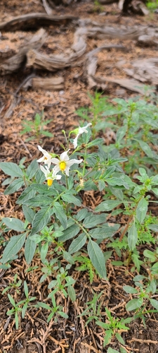Solanum jamesii observed 2026-08-22