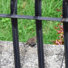 Troglodytes solstitialis