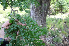 Nothofagus pumilio, photograph (c) Grzegorz Grzejszczak, some rights reserved (CC BY-SA)