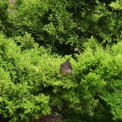 Troglodytes solstitialis