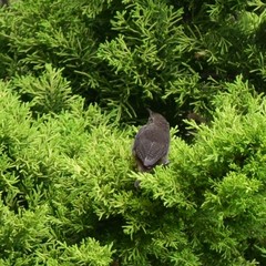 Troglodytes solstitialis