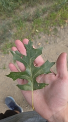 Quercus ellipsoidalis