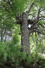 Nothofagus pumilio, photograph (c) Grzegorz Grzejszczak, some rights reserved (CC BY-SA)