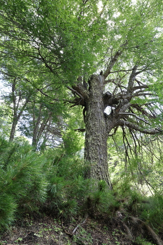 Nothofagus pumilio, photograph 2