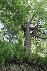 Nothofagus pumilio, photograph (c) Grzegorz Grzejszczak, some rights reserved (CC BY-SA)