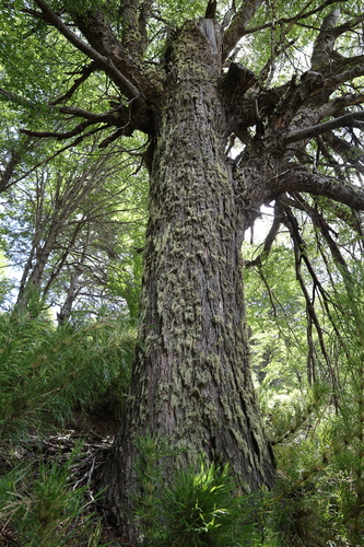 Nothofagus pumilio, photograph 1
