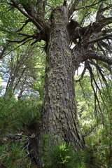 Nothofagus pumilio, photograph (c) Grzegorz Grzejszczak, some rights reserved (CC BY-SA)