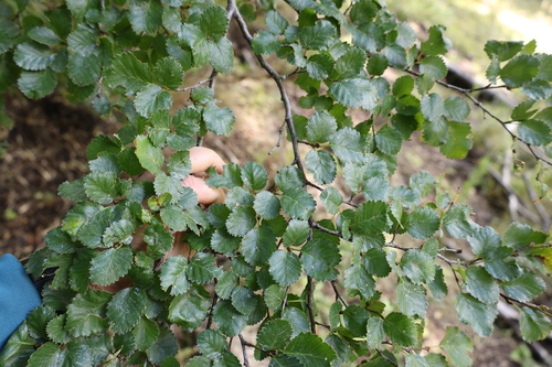 Nothofagus pumilio, photograph 4