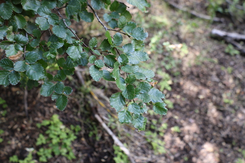 Nothofagus pumilio, photograph 5