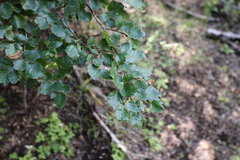 Nothofagus pumilio, photograph (c) Grzegorz Grzejszczak, some rights reserved (CC BY-SA)