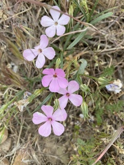 Phlox longifolia