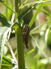 Platypedia vanduzeei