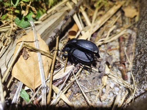 Leather Beetle