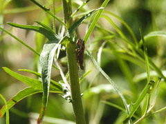 Platypedia vanduzeei