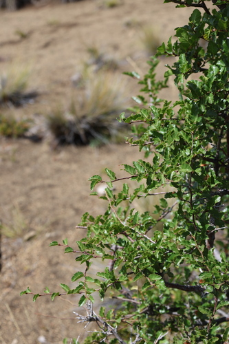 Nothofagus antarctica
