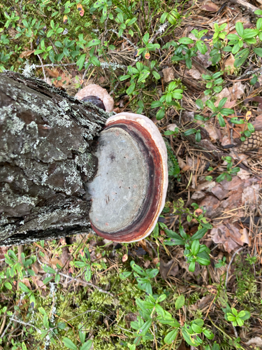 Red-banded Polypore