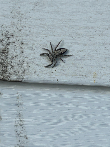Tan Jumping Spider