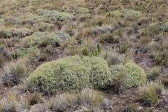 Azorella prolifera, photograph (c) Grzegorz Grzejszczak, some rights reserved (CC BY-SA)