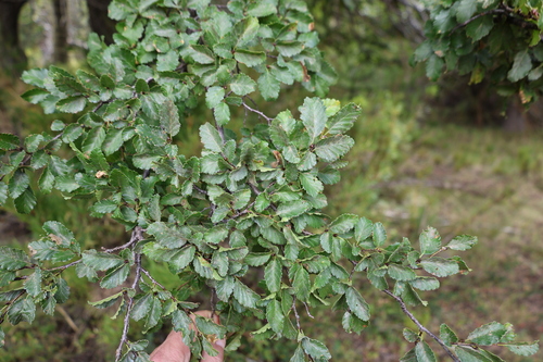 Nothofagus pumilio