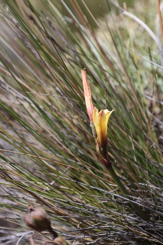 Zephyranthes gilliesiana, photograph 3