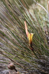 Zephyranthes gilliesiana, photograph (c) Grzegorz Grzejszczak, some rights reserved (CC BY-SA)