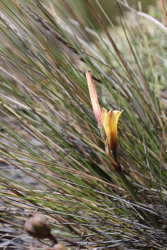 Zephyranthes gilliesiana