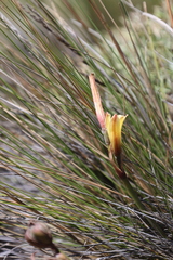 Zephyranthes gilliesiana
