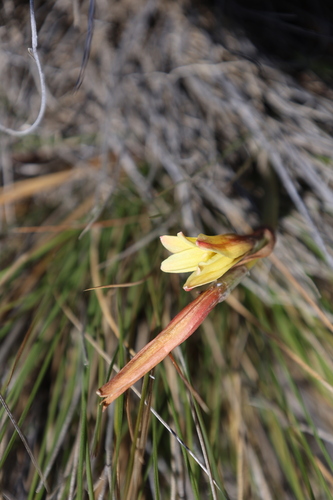 Zephyranthes gilliesiana, photograph 2