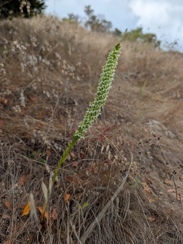 Platanthera elegans, photograph 6