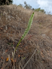 Platanthera elegans, photograph author not stated, no rights reserved