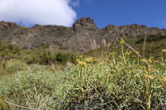 Azorella prolifera