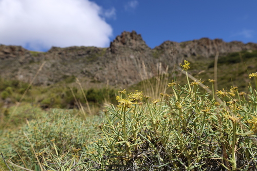 Azorella prolifera, photograph 1