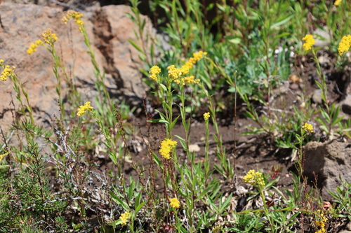 Solidago chilensis, photograph 1
