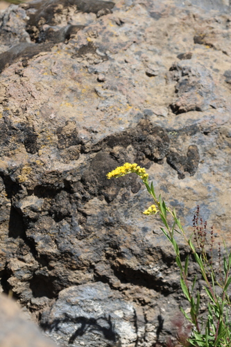 Solidago chilensis, photograph 2