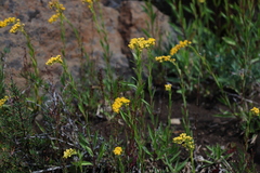 Solidago chilensis