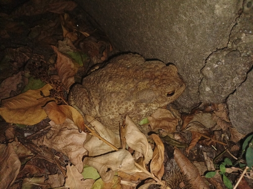European Toad