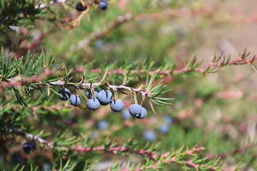 Berberis empetrifolia, photograph 1