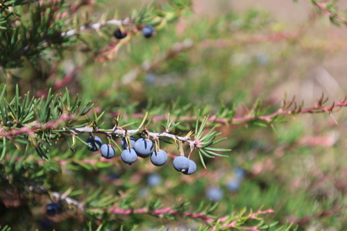 Berberis empetrifolia