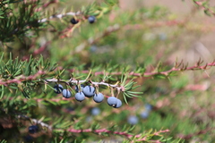 Berberis empetrifolia