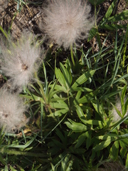 Pulsatilla dahurica